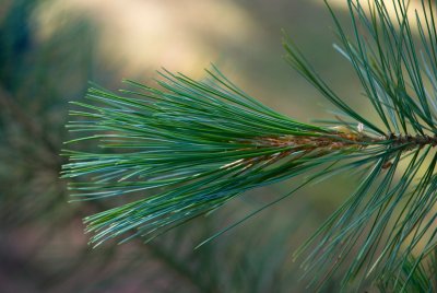 Pinus strobiformis - borovice vejmutovkovitá - jehlice